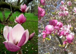Magnolia soulangeana Lennei / Lilásrózsaszín liliomfa
